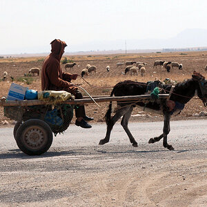 donkey-cart-1.jpg