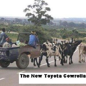 cowrolla.jpg