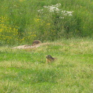 marmot2.jpg
