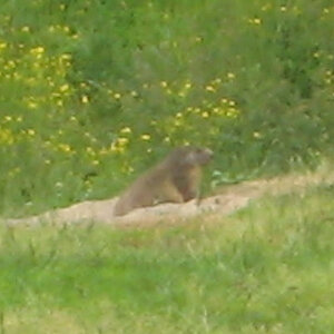 marmot1.jpg