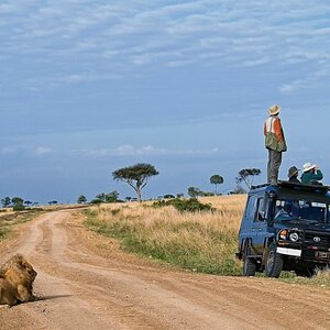 Looking-for-lions-634x422.jpe