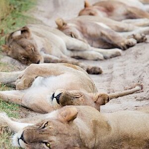 lions.jpg