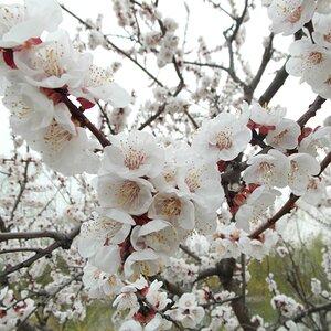 Whiteblossoms1000x750.jpg