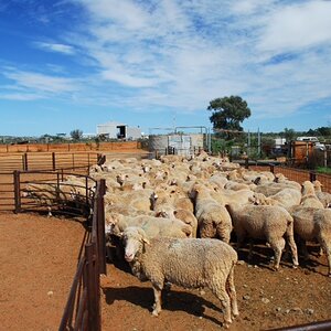 photo24-Doune rams before dipping.JPG