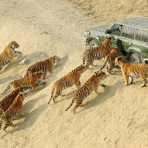 tiger802_zps118b1a6b.jpg