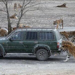 tiger80_zps763732a3.jpg