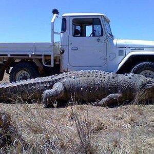 croc40_zpsd462b2d5.jpg
