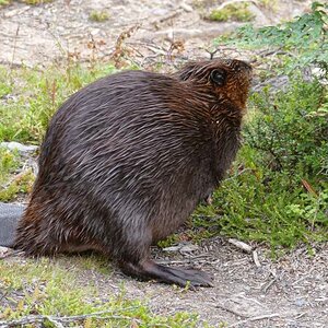 tierra-del-fuego-nationalpark-biber1.jpg