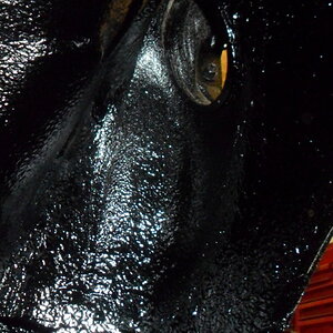 009_8.jpg