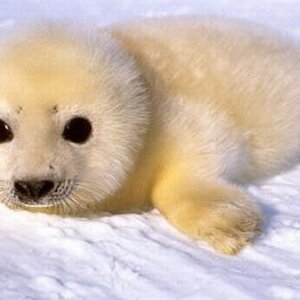 Baby20Harp20Seal20photo.JPG