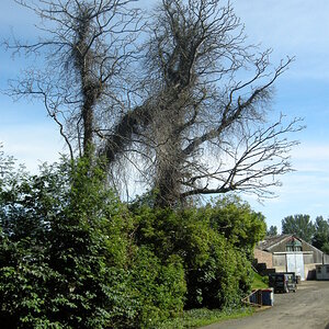 Two%20dead%20Sycamores%20prior%20to%20felling%20-%2020150706_zpslzstigwo.jpg