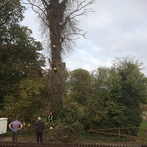 Trimming%20dead%20Sycamore%20with%20Cherry%20Picker%20-%20Oct%202015_zpspd9oxnzc.jpg