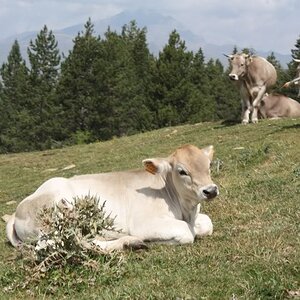 PyreneesAugust2011607.jpg