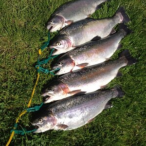 Meon Springs Trout.JPG