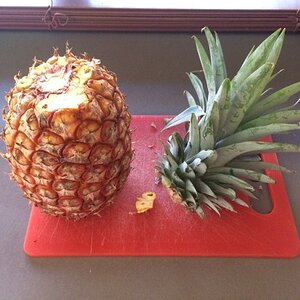 IMG_0264_zpswqqzid7c.jpg
