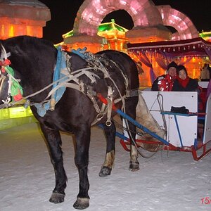 Harbin Ice Fesival 2010 (7).JPG