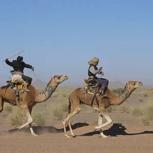 aws_camelRace_020.jpg