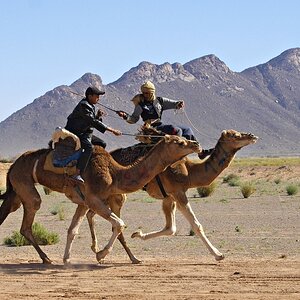 aws_camelRace_030.jpg