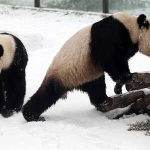 Panda3.jpg