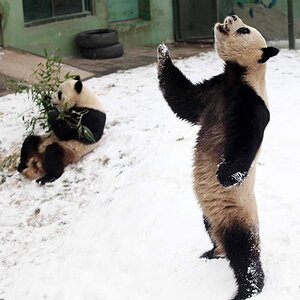 Panda7.jpg