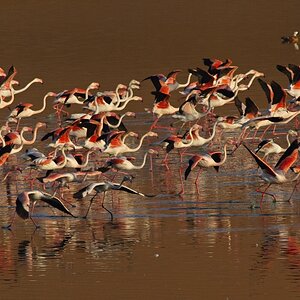 flamengos_02.jpg