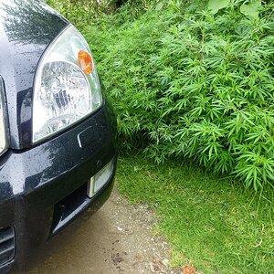 Paro Plants.jpg