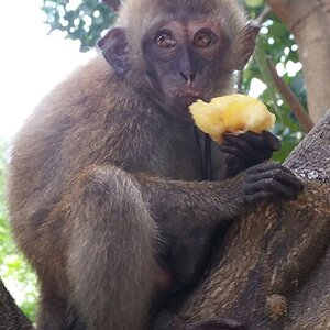 Monkey.jpg