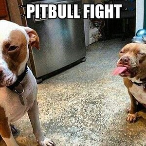 funny-dog-pictures-with-captions-pitbull-fight.jpg