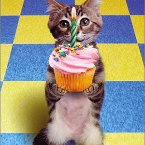 3 Birthday cat.jpg