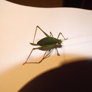 insect 004.JPG