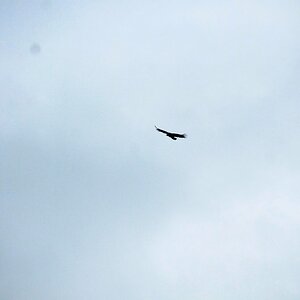 IMG_3556 (2).JPG
