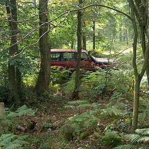 Into The Woods.JPG