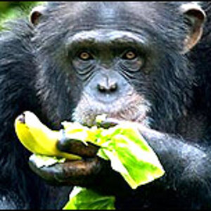 chimp_ban_pa_203.jpg