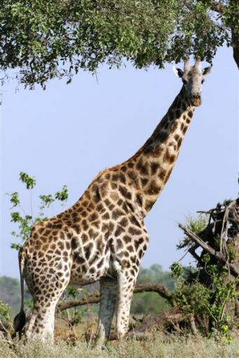 10048-img_0158_1.jpg