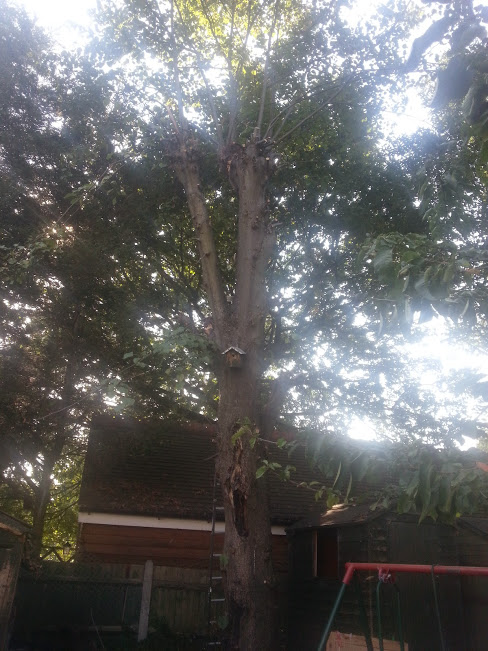 20140908_155231_Spring Ln.jpg