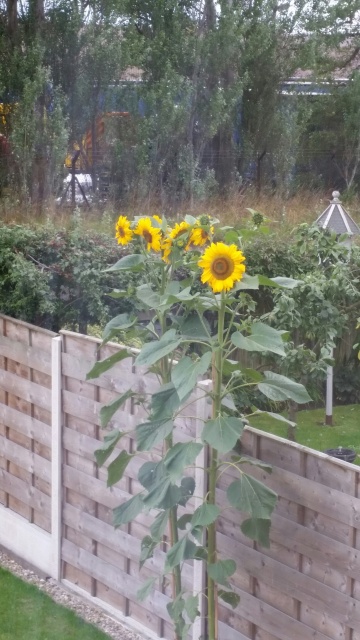 20150829_180758_resized.jpg