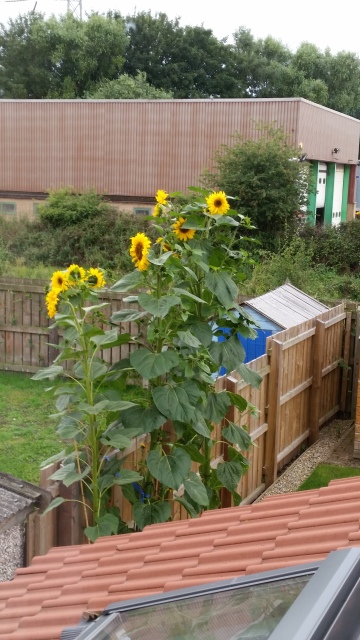 20150829_180819.jpg