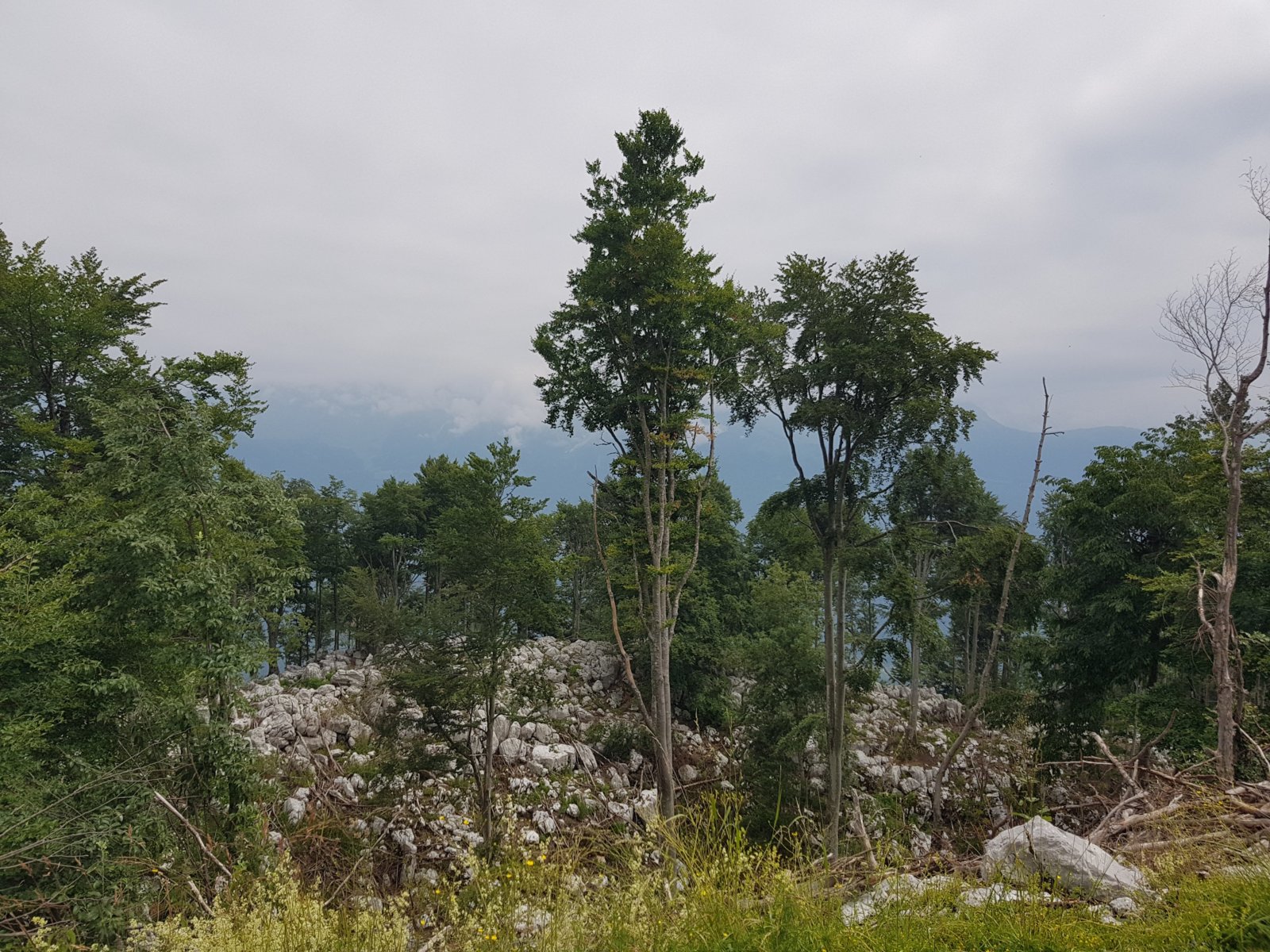 20180703_113344.jpg