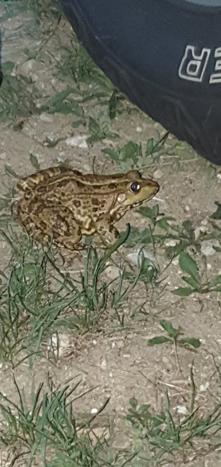 20190818_203806.jpg