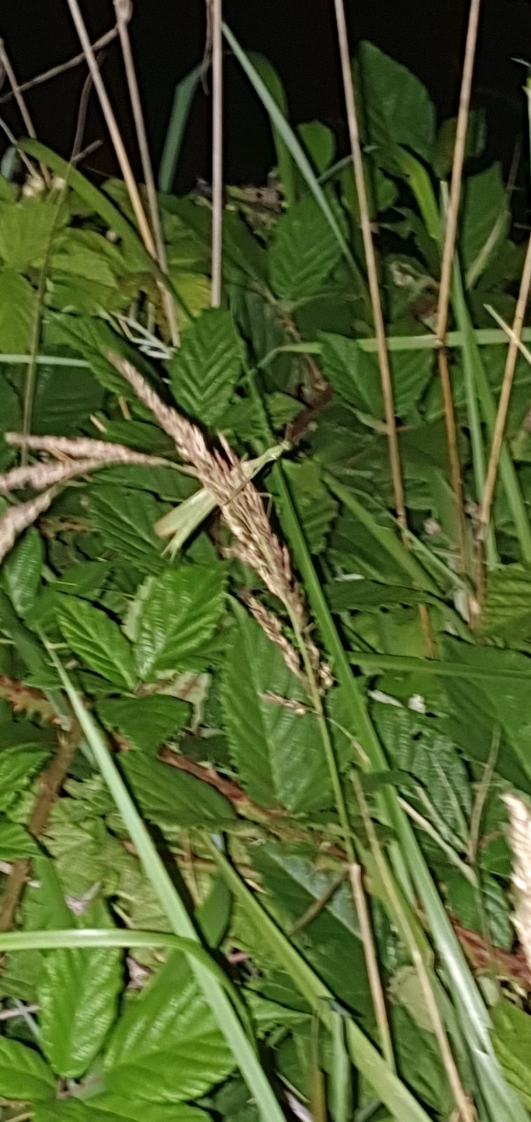 20190818_205737.jpg
