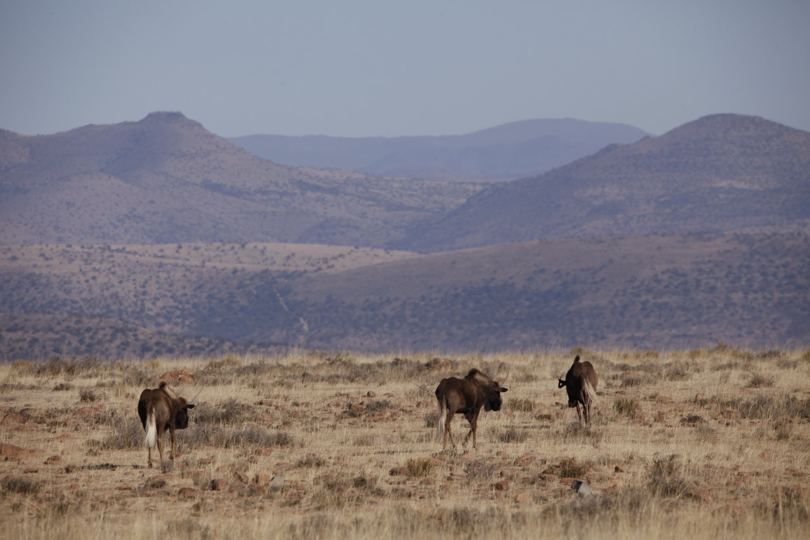 _MG_2487.JPG