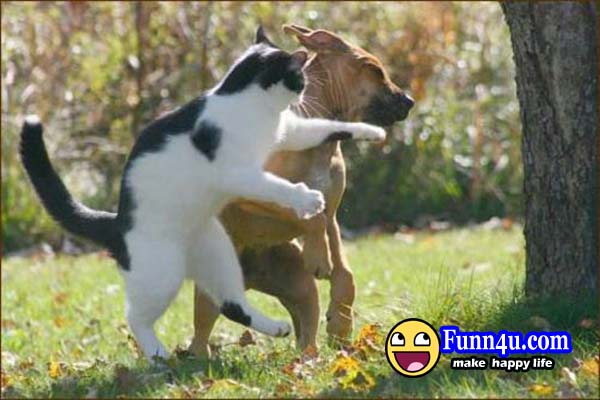 Amazing-and-Funny-Animals.jpg