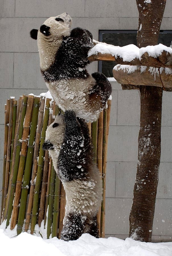 amazing-animal-pictures-43.jpg