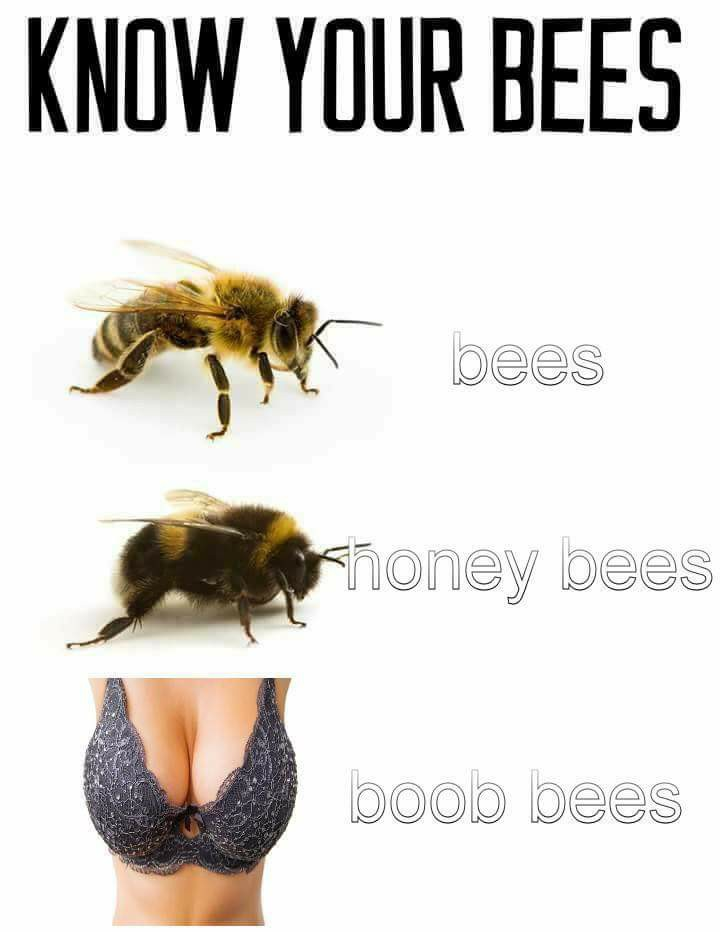 Bees.png