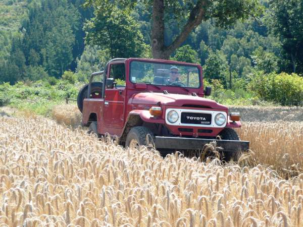 BJ46 cornfield.jpg