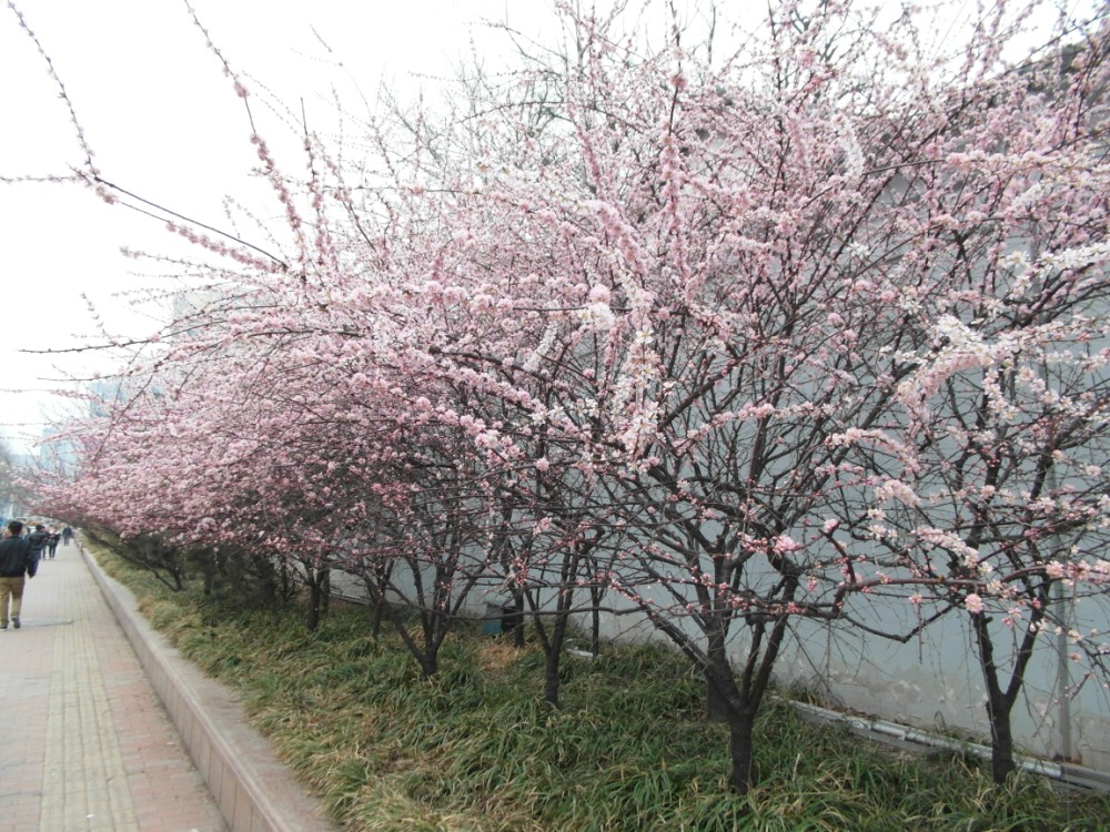 Blossoms1000x750.jpg