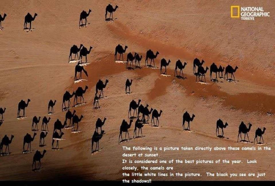 Camels at sunset.jpg