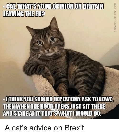 cat-whats-your-opinion-on-britain-leaving-the-eu-think-6163160.png