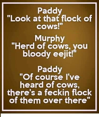 cows.jpg