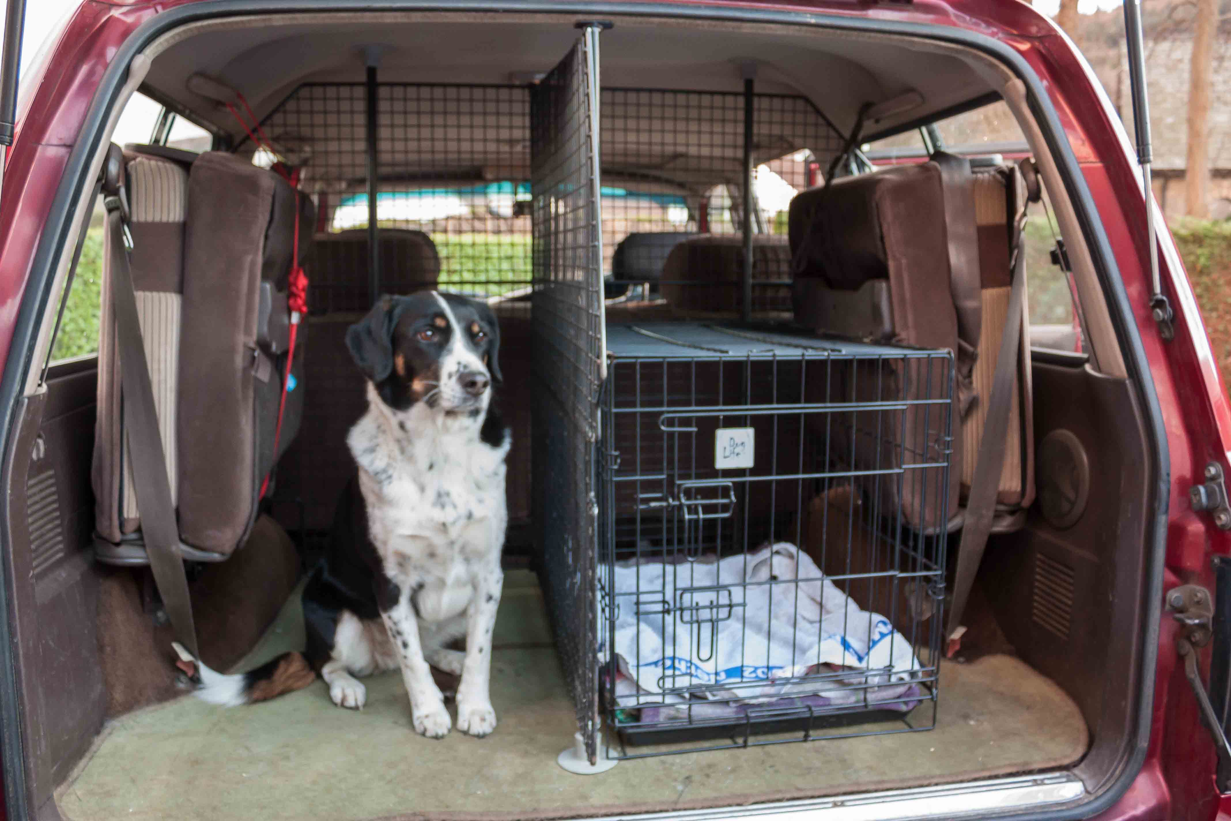 Dog Guard-1-5.jpg
